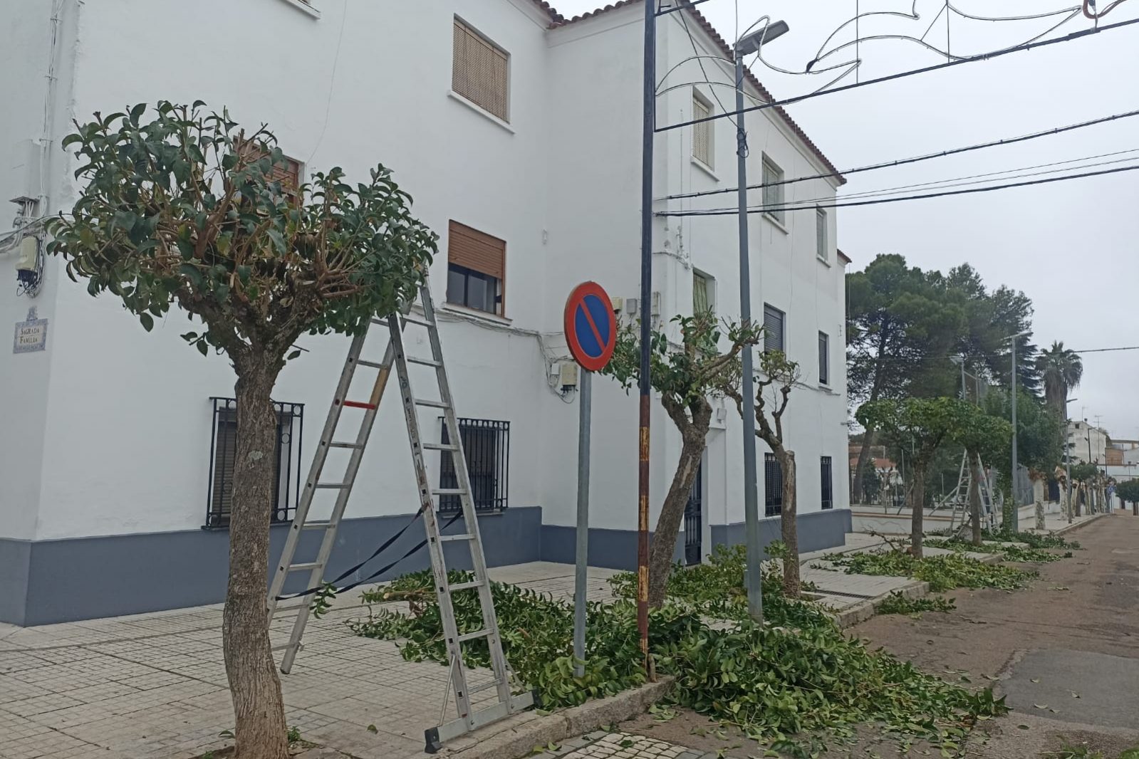 20231205_poda_árboles_