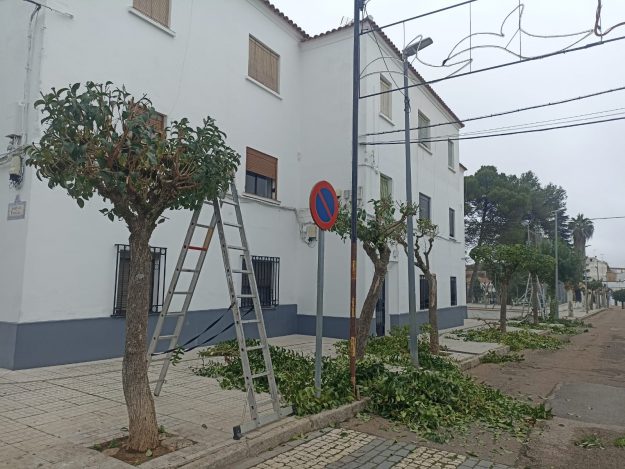 20231205_poda_árboles_