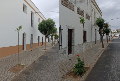 Los alcorques vacíos de diferentes parques y calles se están repoblando con nuevas plantas y árboles