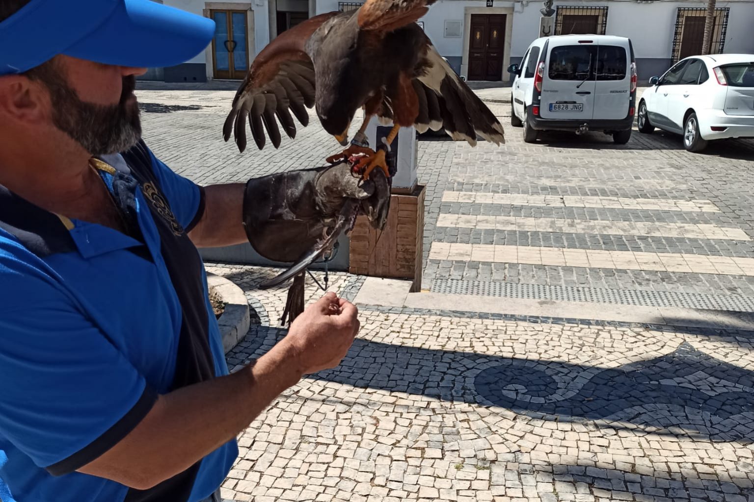 aves rapaces
