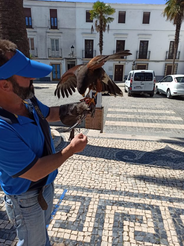 aves rapaces