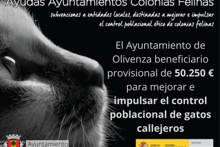colonias felinas