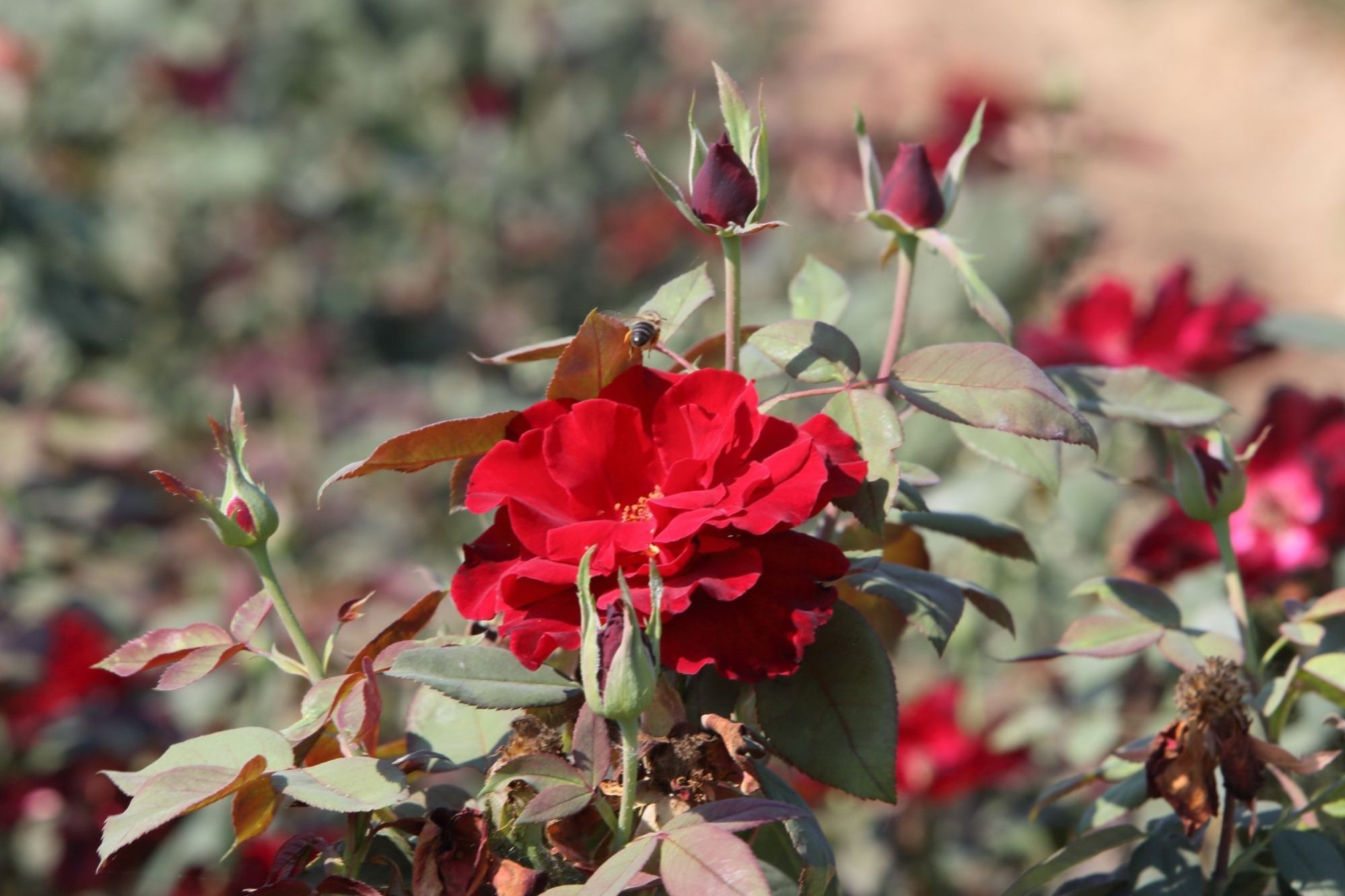 plantas_olivenza_rosal