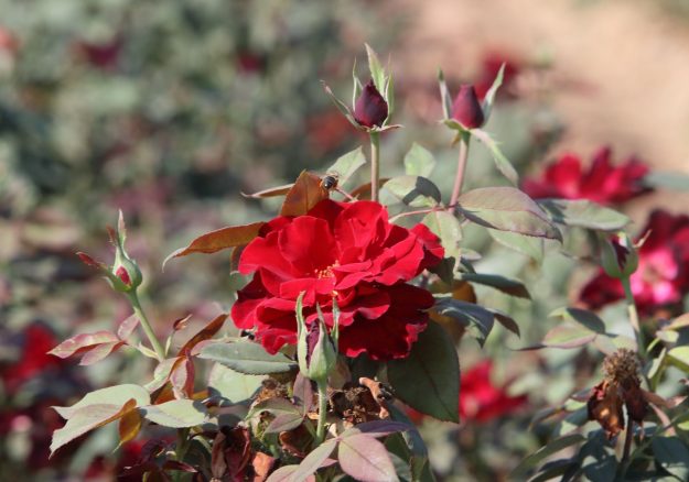 plantas_olivenza_rosal
